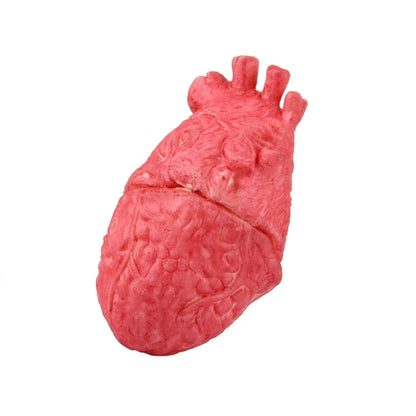 Popular Funny Halloween Props Fake Heart, Fake Heart